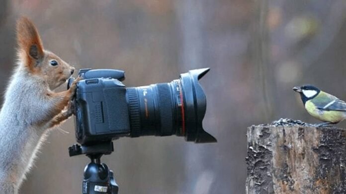 Biblioteca mídia WordPress como organizar arquivos e melhorar seu site